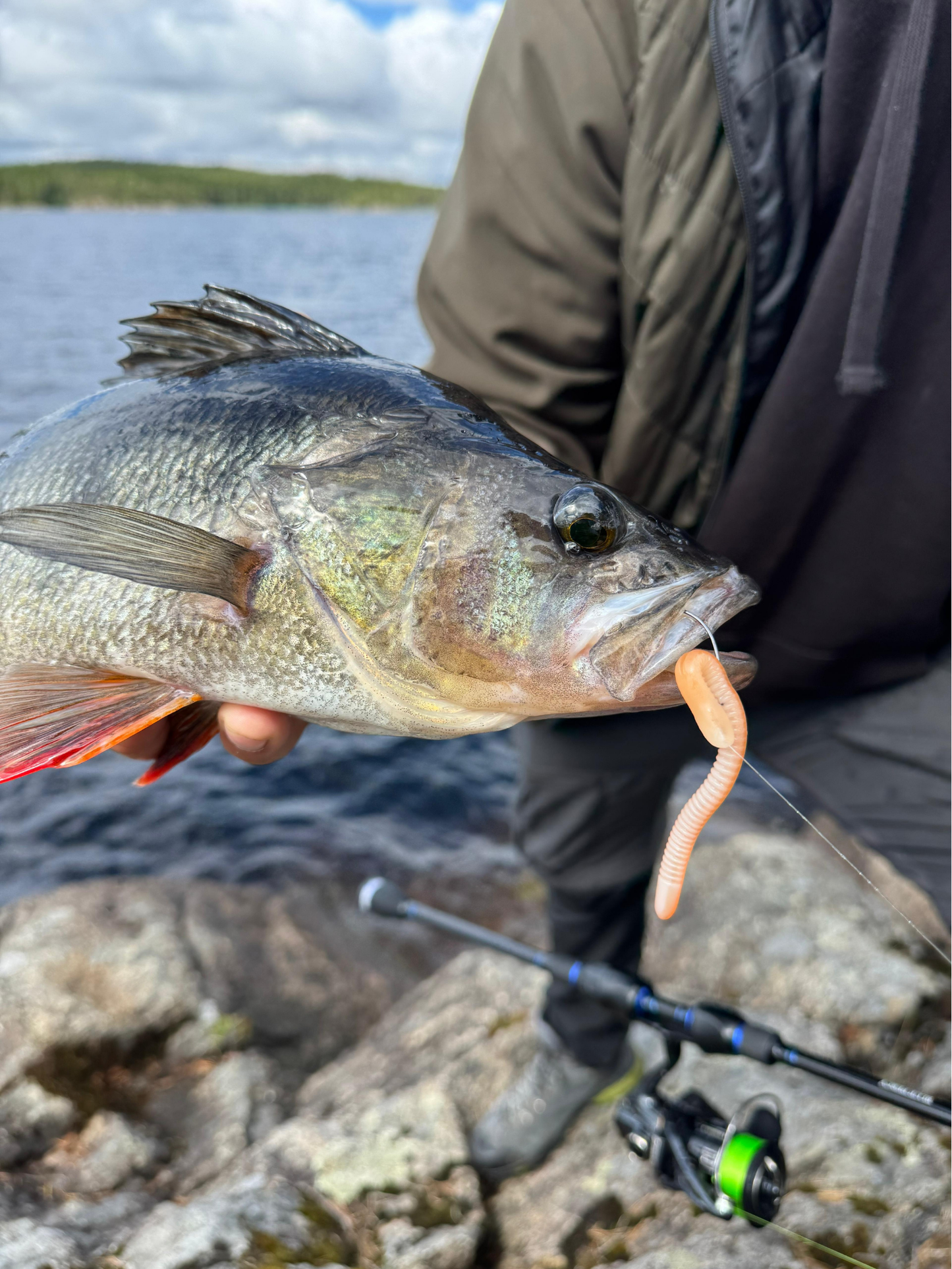 Toppies Wormius Softbait