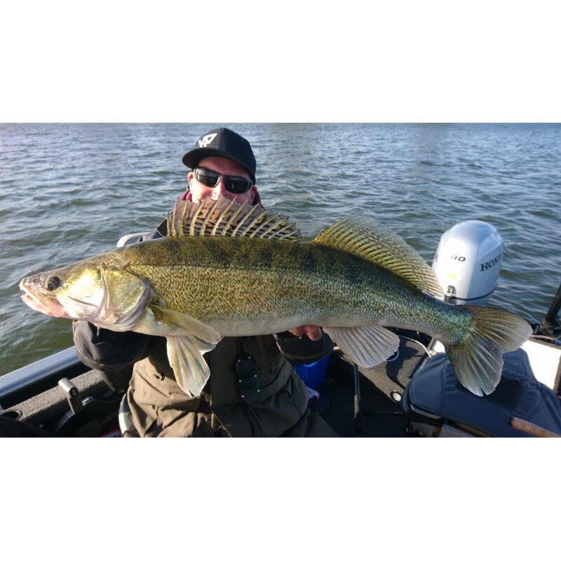 K.P Baits XO Minnow 6,5" Vertikal No Action Shad Zander Hecht 5 Stück